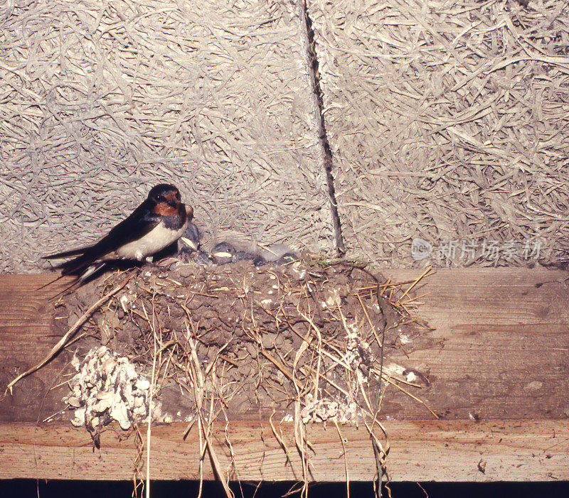 Barn Swallow (Hirundo rustica)的巢穴